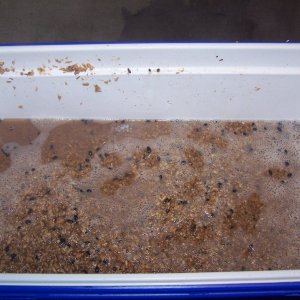 FirstAllGrainmash