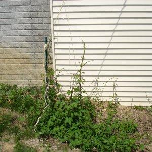 2009_hops_April_001