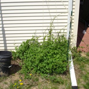2009_hops_April_002