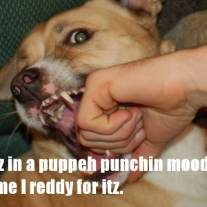 puppeh