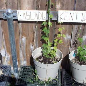 CascadeHopsasof42809