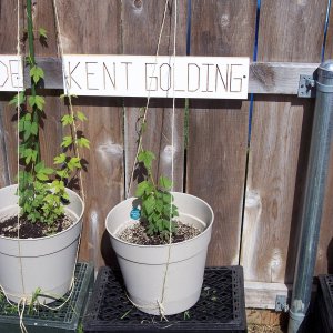 KentGoldingHopsasof42809