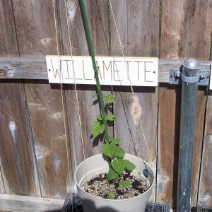 WillametteHopsasof42809
