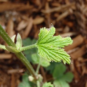 CascadeLeaf