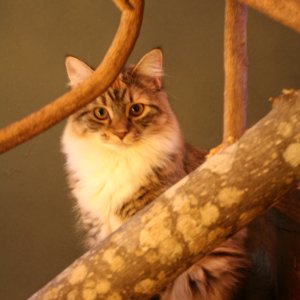 winter_coat_022