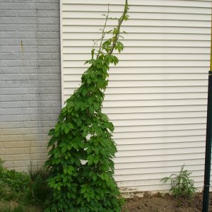 Nugget-May09