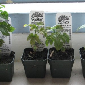 Hop_Plants_May_13th