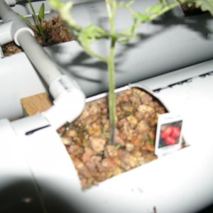 Aquaponicsystem