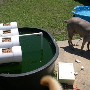 AquaponicSystem