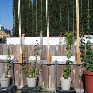Hops_3