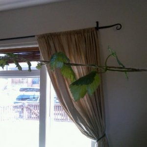 indoor_hops2