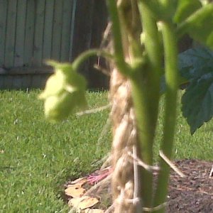 Hops_Cone