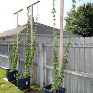 1styearhops