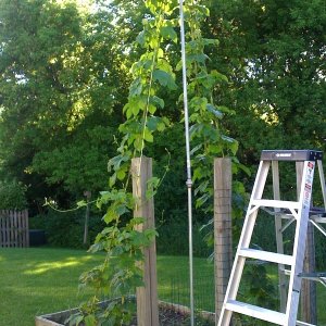 Hops2009