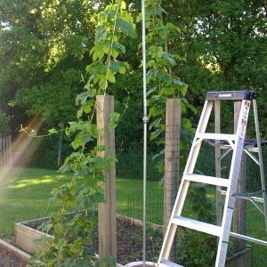 Hops2009