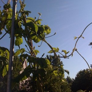 Hops2009