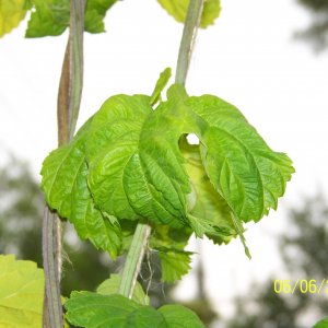 curlyleafSunbeamGolden