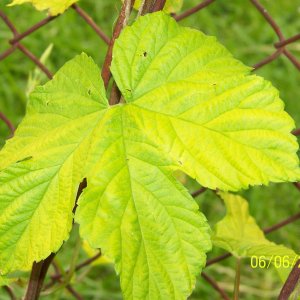 NormalleafSunbeamGolden