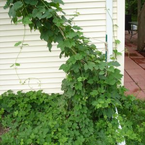 2009_Hops_-_June_004