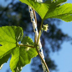 HorizonHopbeginningtoflower