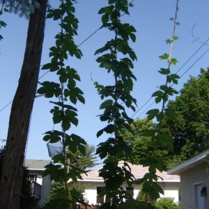 June15hopsminnesota