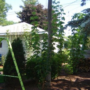 June15hopsminnesota
