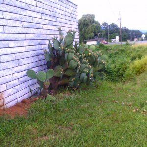 pricklypear