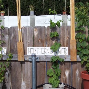 Northern_Brewer_4