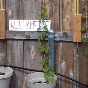 Willamette_4