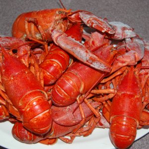 Lobsters