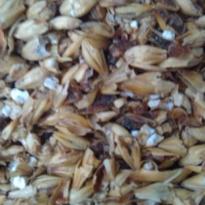 Grain closeup