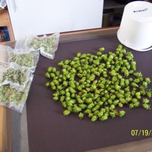 growing hops