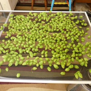 1st Cascade hop harvest of 2011.  5.26.11
