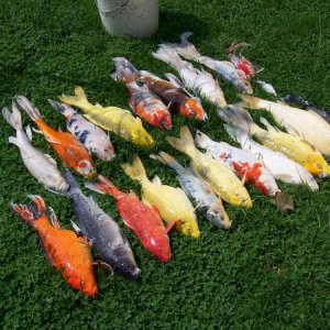 fish smaller
