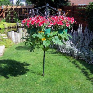 brollyplants