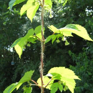 CentennialHopbuds