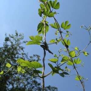 CascadeHopbuds