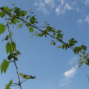 Cascades