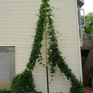 2009_Hops_-_June_0011