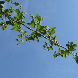 Cascades