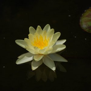 YellowPondLilly
