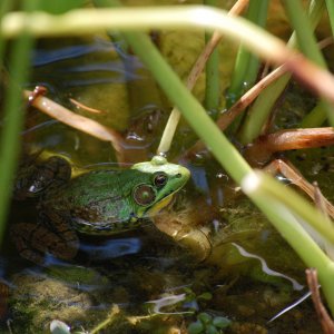 BullFrog