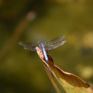 Dragonfly