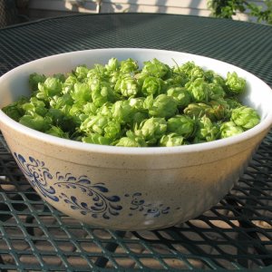 HallertauHarvest