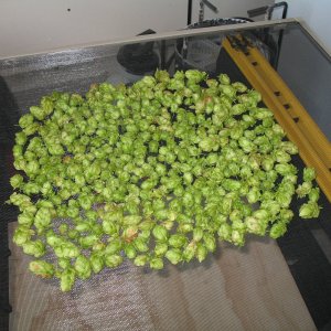 8-6_Hall_Harvest_4