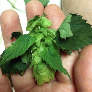 Weirdconeonmycascadebine