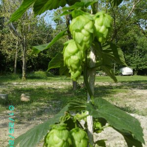 Picture_00112