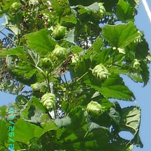 Picture_0079