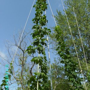 Picture_00510