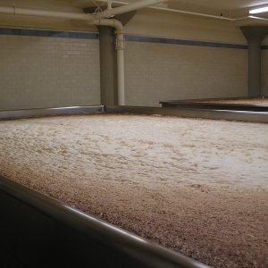 GuestBrewingAnchorSteamBrewery
